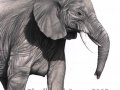 elephant_inprogress.jpg